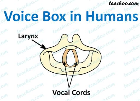 electric voice box name|do humans have voice boxes.